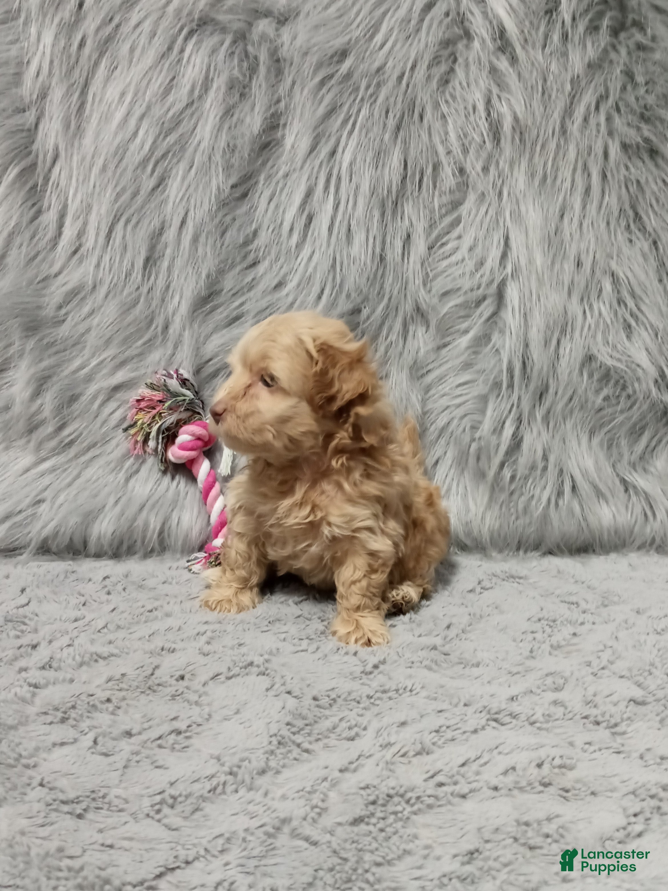 Havapoo dogs Zandra 🌷Toy Size - Ad 2