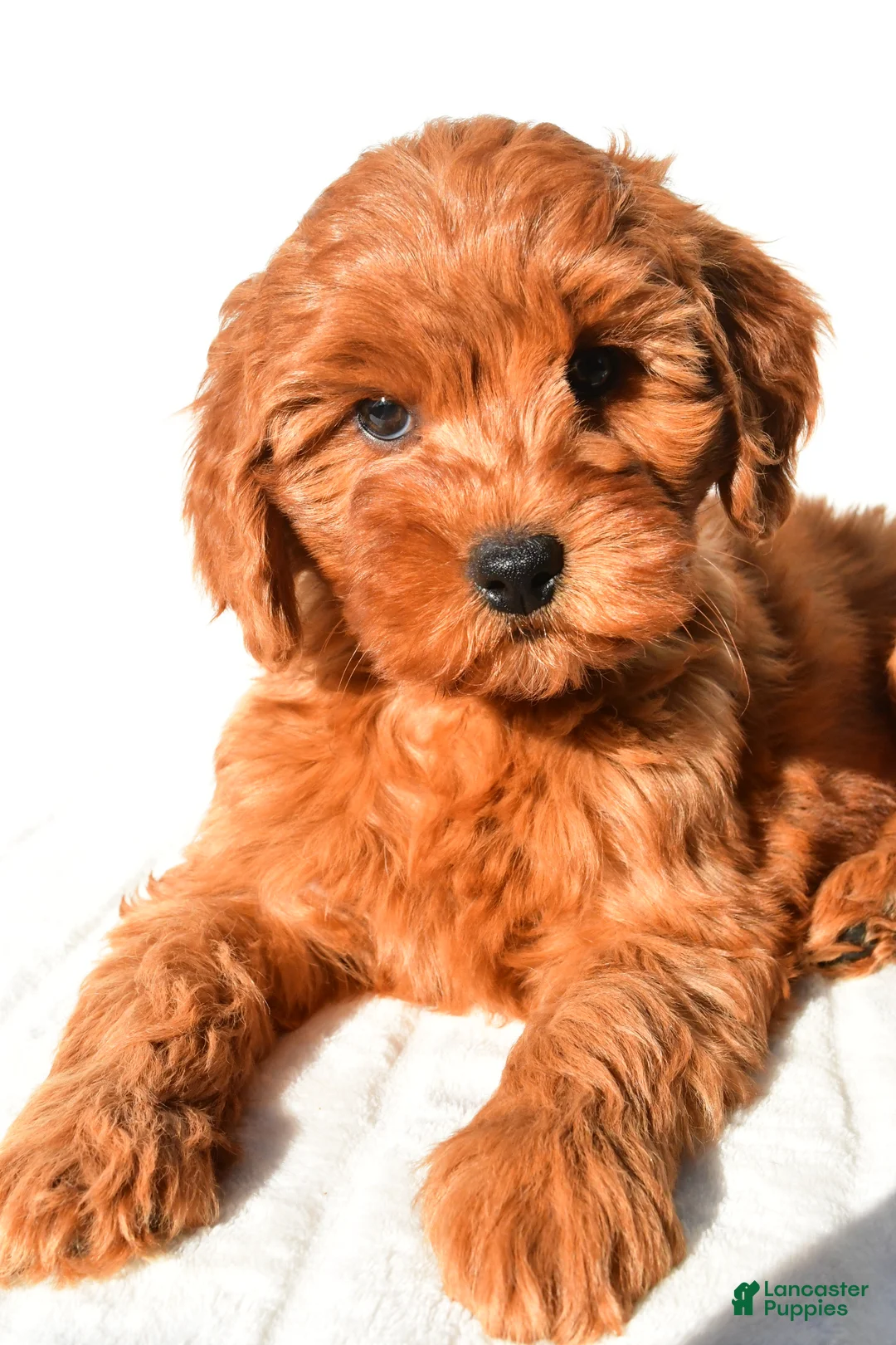 Mini Goldendoodle dogs for sale: Ellie - Ad 10