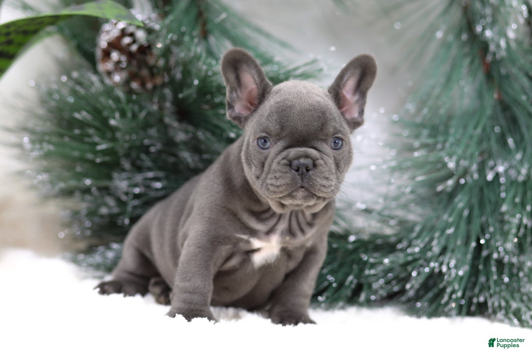 French Bulldog dogs for sale: Tara - Ad 1