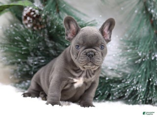French Bulldog dogs Tara - Ad 7