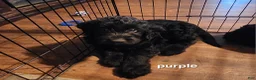 Labradoodle dogs for sale: Labradoodle purple collar - Ad 9