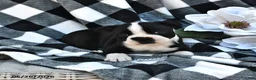 Boston Terrier dogs for sale: Beau - Ad 3