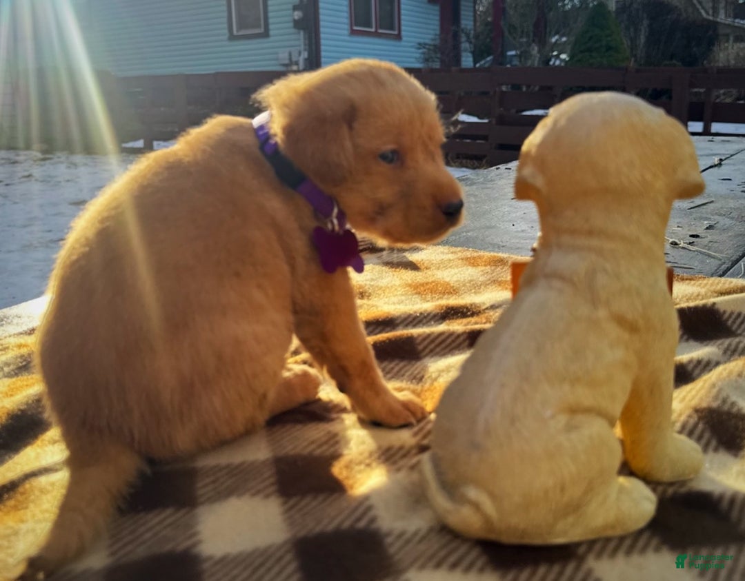 Labrador Retriever dogs for sale: Labrador Retriever Puppy 1 - Ad 2