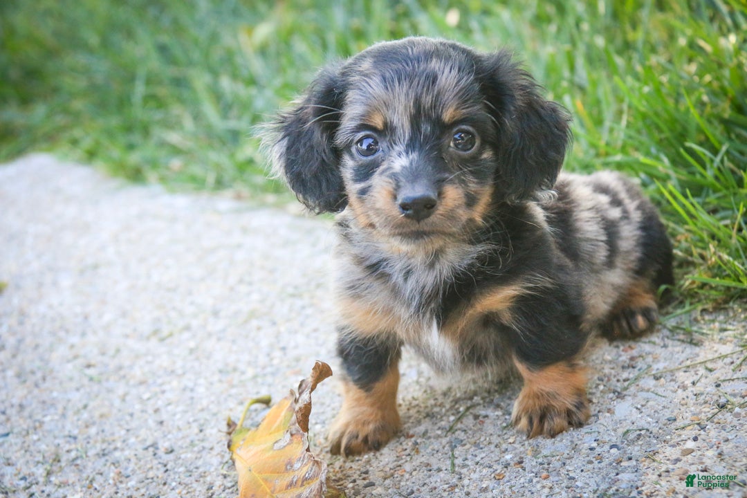 Miniature Dachshund dogs Blue Miniature Dachshund  - Ad 2