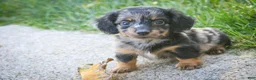 Miniature Dachshund dogs for sale: Blue Miniature Dachshund  - Ad 2