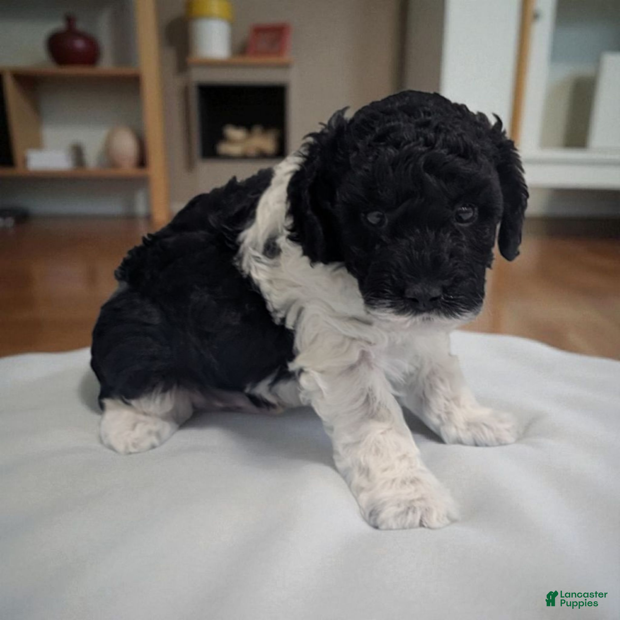 Miniature Poodle dogs Jackson - Ad 10