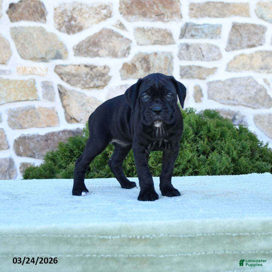 Cane Corso dogs Taffy - Ad 2