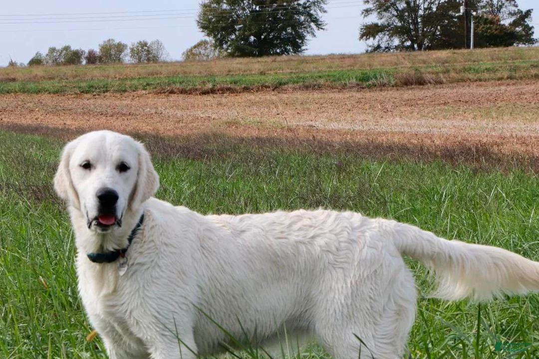 Golden Retriever dogs for sale: Rainy  - Ad 5