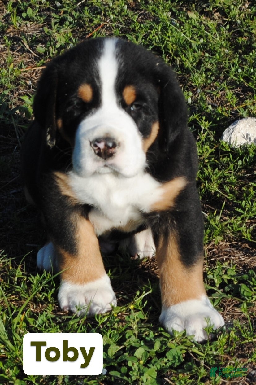 Greater Swiss Mountain Dog dogs Greater Swiss Mountain Dog Puppy Toby - Ad 1