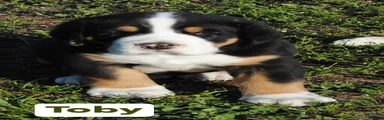 Greater Swiss Mountain Dog Puppy Toby
