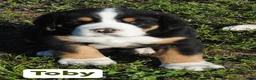 Greater Swiss Mountain Dog dogs for sale: Greater Swiss Mountain Dog Puppy Toby - Ad 1