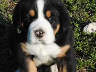 Greater Swiss Mountain Dog dogs for sale: Greater Swiss Mountain Dog Puppy Toby - Ad 4
