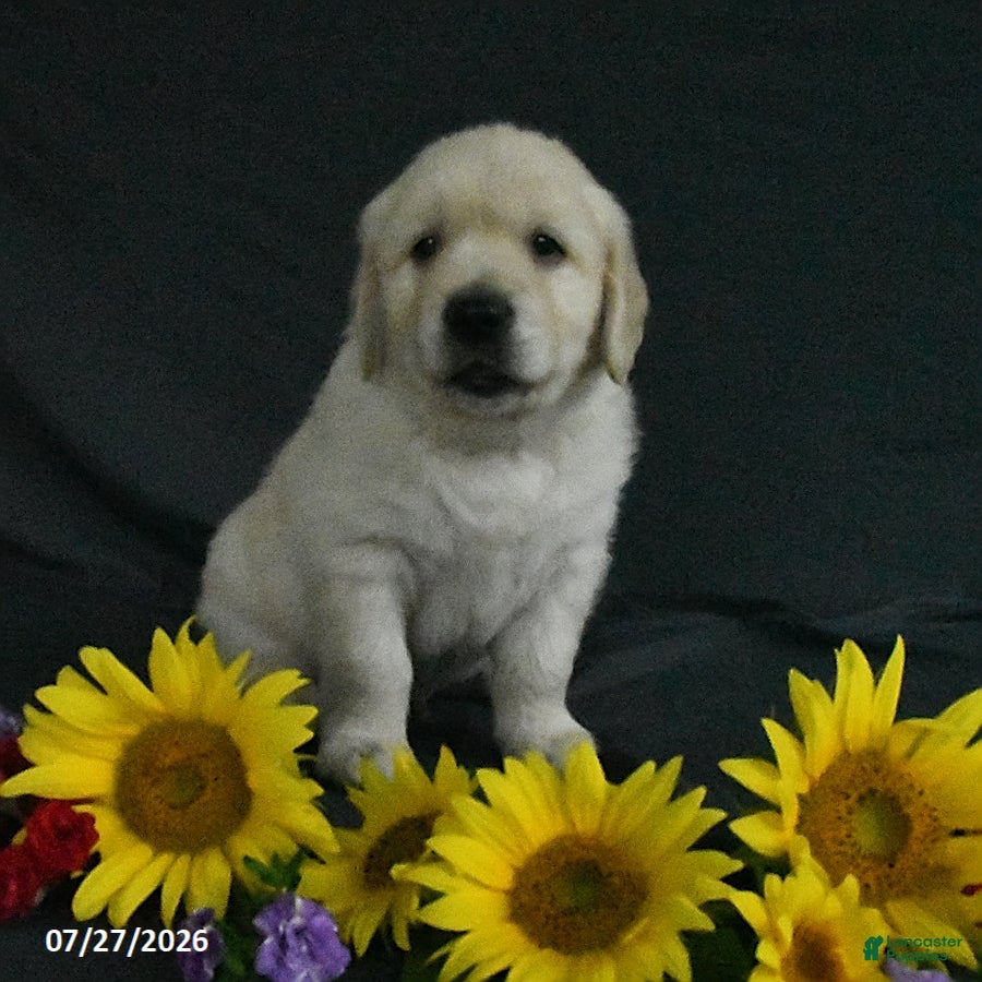 Golden Retriever dogs Benji - Ad 2