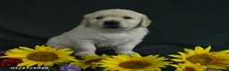 Golden Retriever dogs for sale: Benji - Ad 2