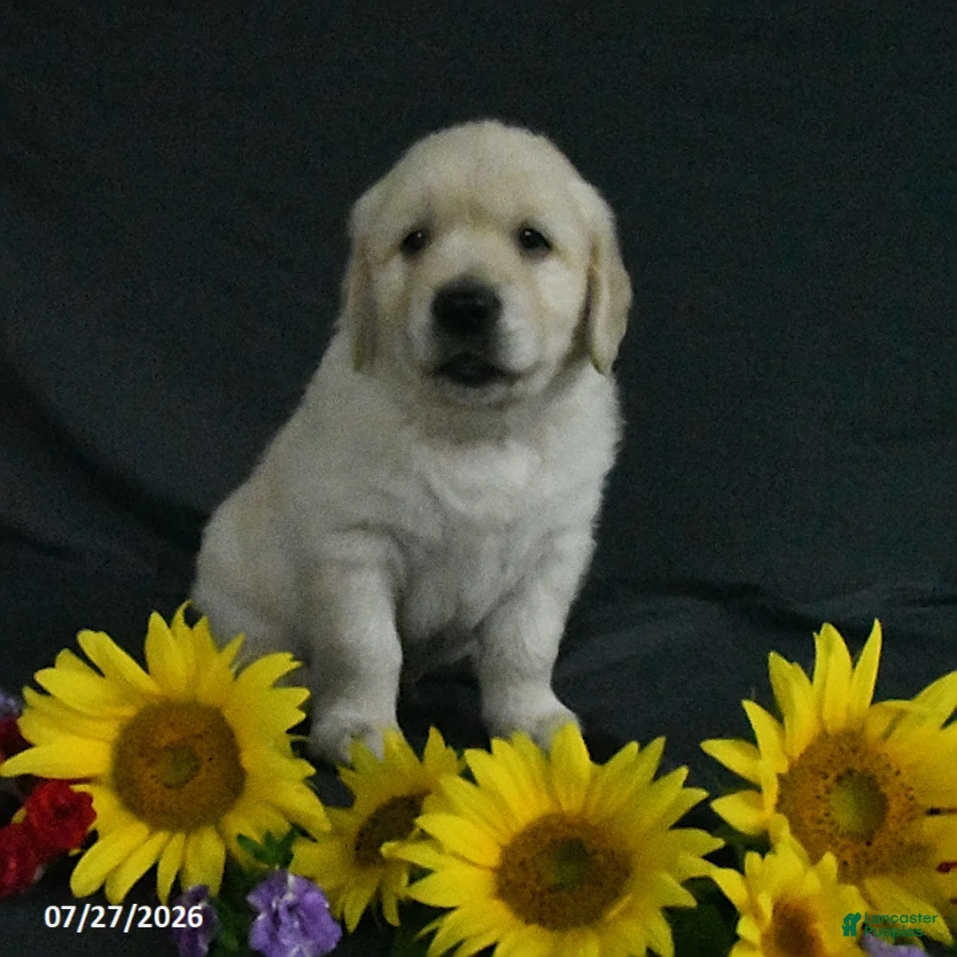 Golden Retriever dogs for sale: Benji - Ad 2