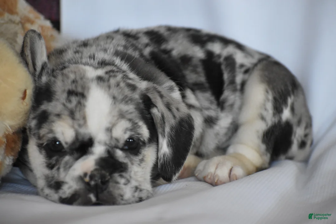 Beabull dogs for sale: Destiny - Ad 10