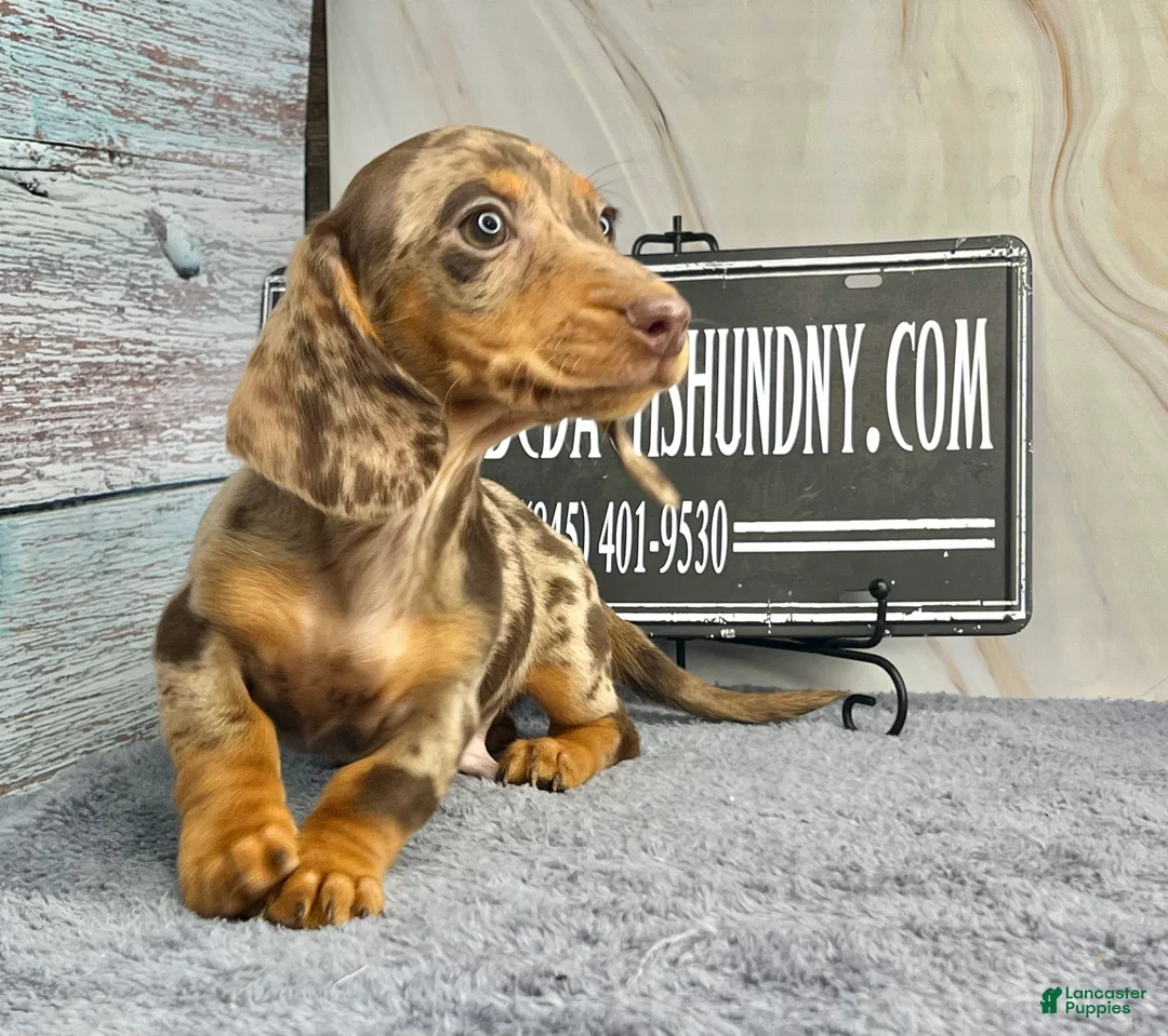Miniature Dachshund dogs for sale: Rianna dappleShow boy - Ad 22