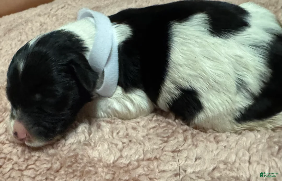 Goldendoodle dogs for sale: Goldendoodle 10 - Ad 2