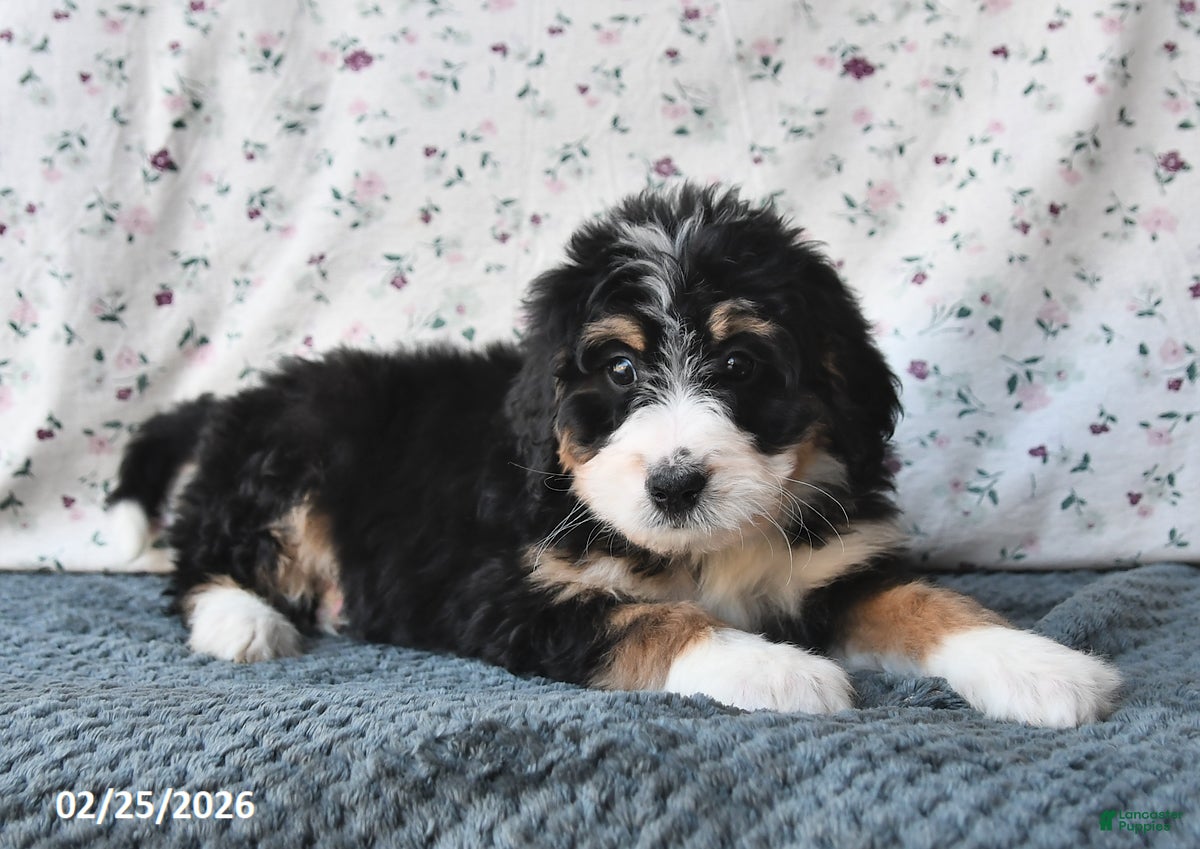 Bernedoodle dogs Sally - Ad 2