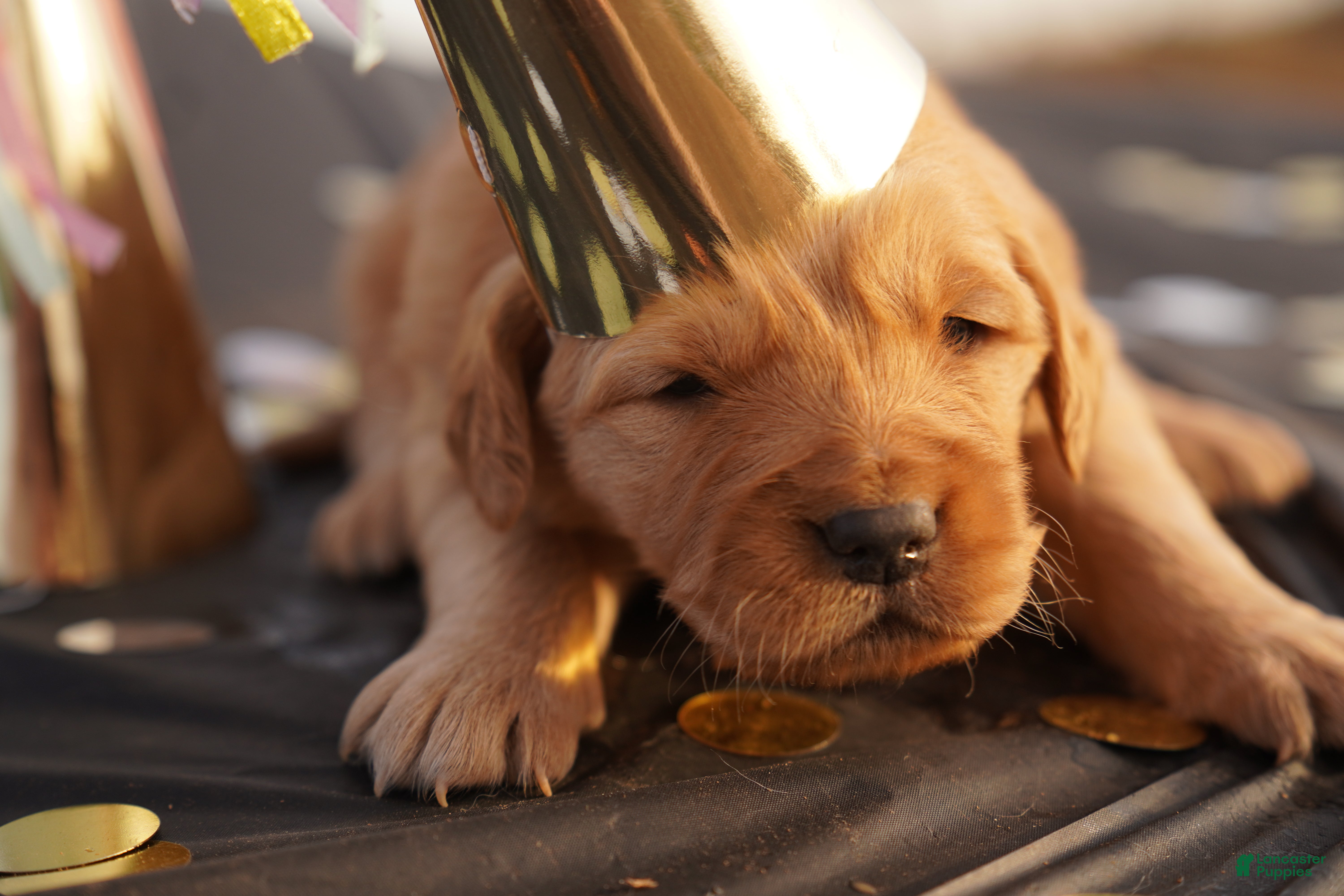 Golden Retriever dogs Zoe - AKC, Genetically Clear - Ad 9