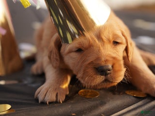 Golden Retriever dogs Zoe - AKC, Genetically Clear - Ad 9