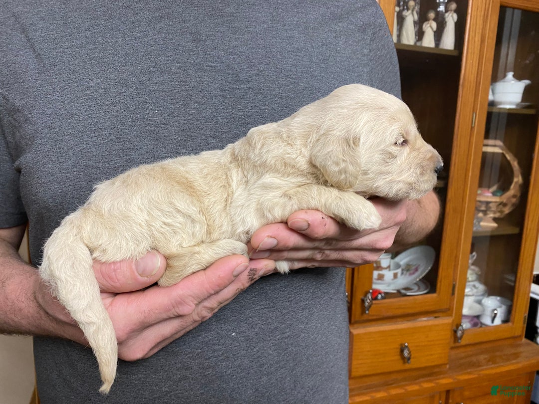 Goldendoodle dogs for sale: Goldendoodle Puppy 7 - Ad 2