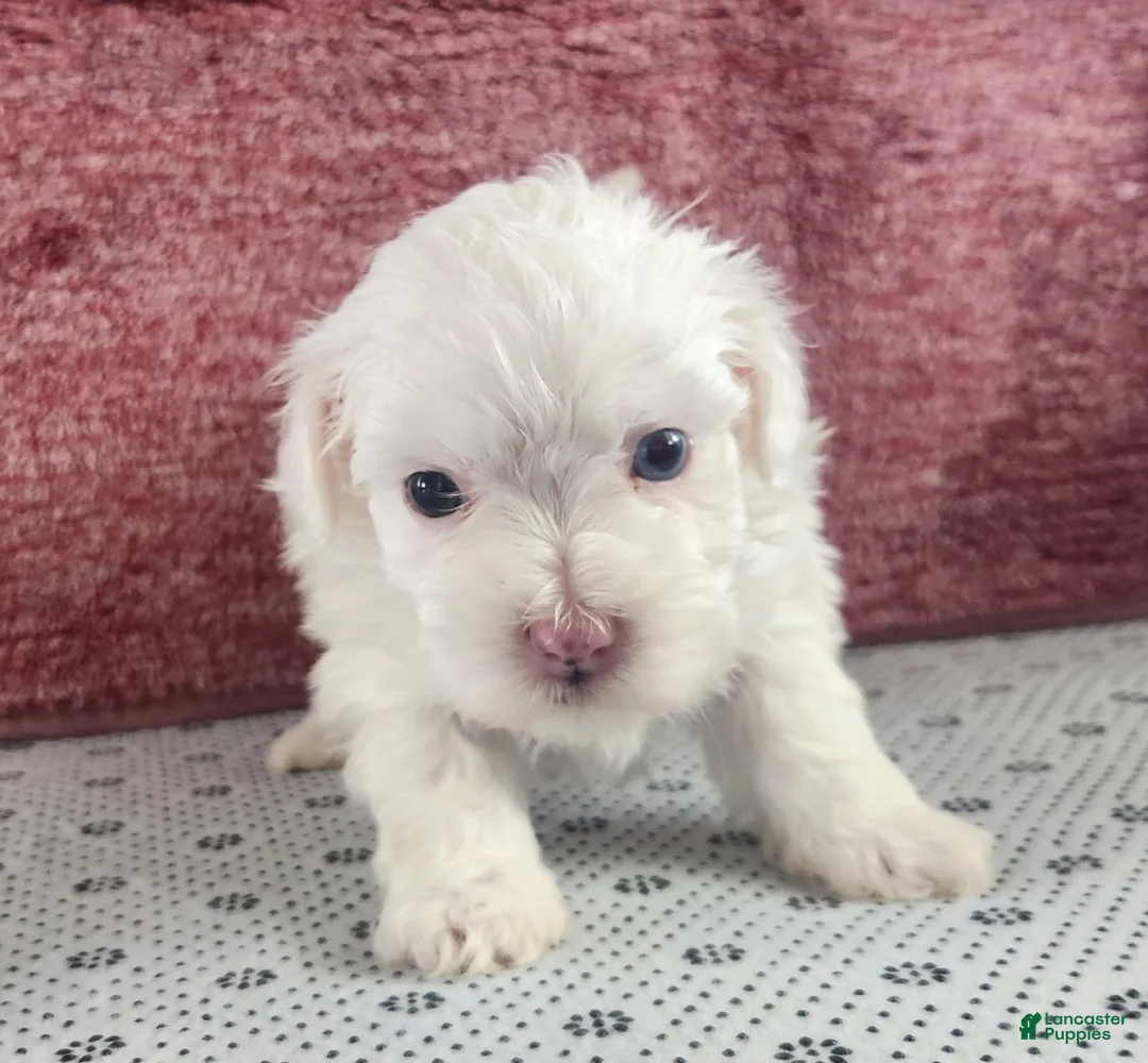 Maltipoo dogs for sale: Griffin - Ad 2