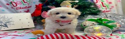 Maltipoo dogs for sale: Aurora  - Ad 2