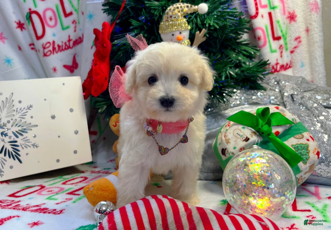 Maltipoo dogs for sale: Aurora  - Ad 2