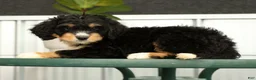 Mini Bernedoodle dogs for sale: Freddie - Ad 3