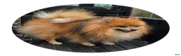Pomeranian dogs for sale: Max - Ad 2