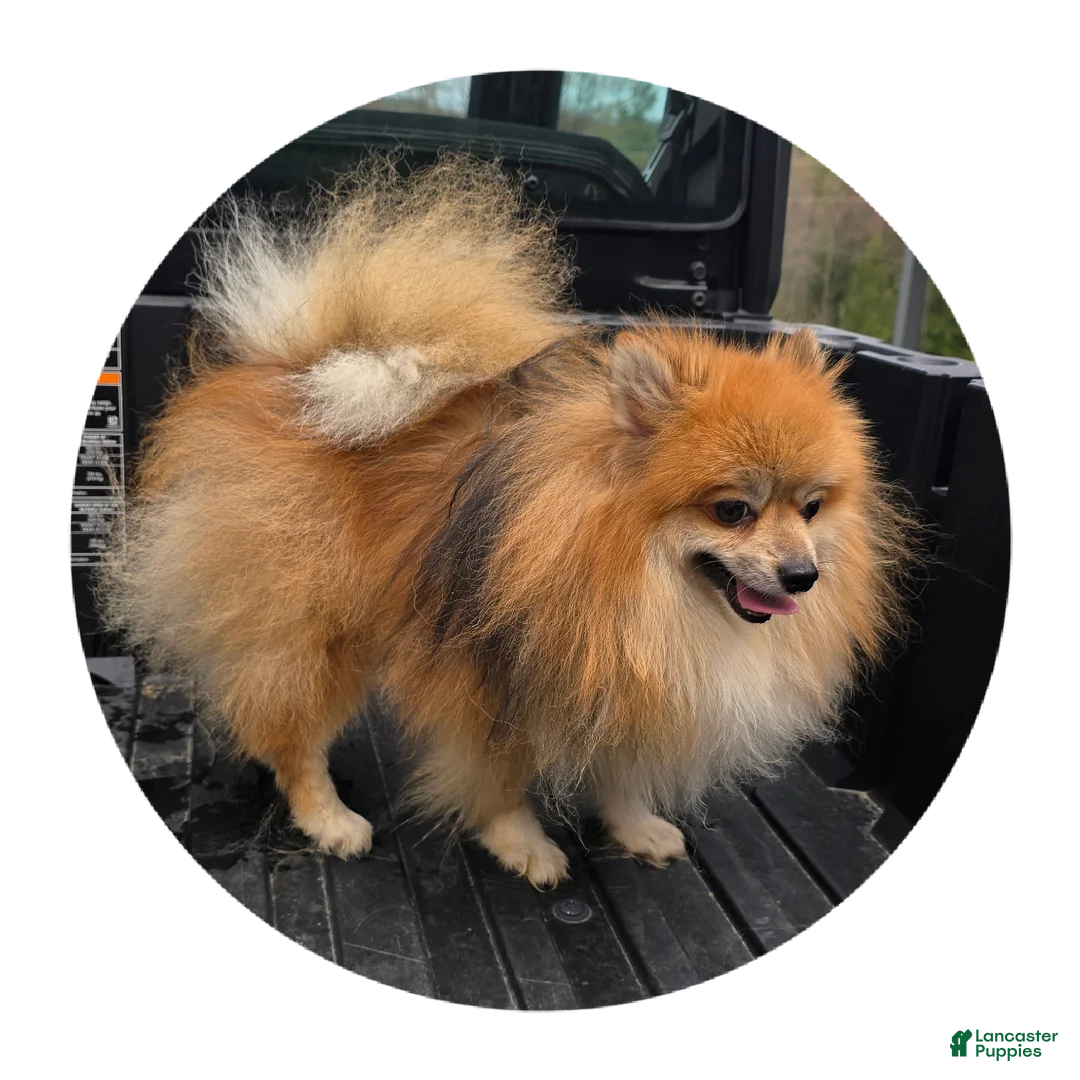 Pomeranian dogs for sale: Max - Ad 2