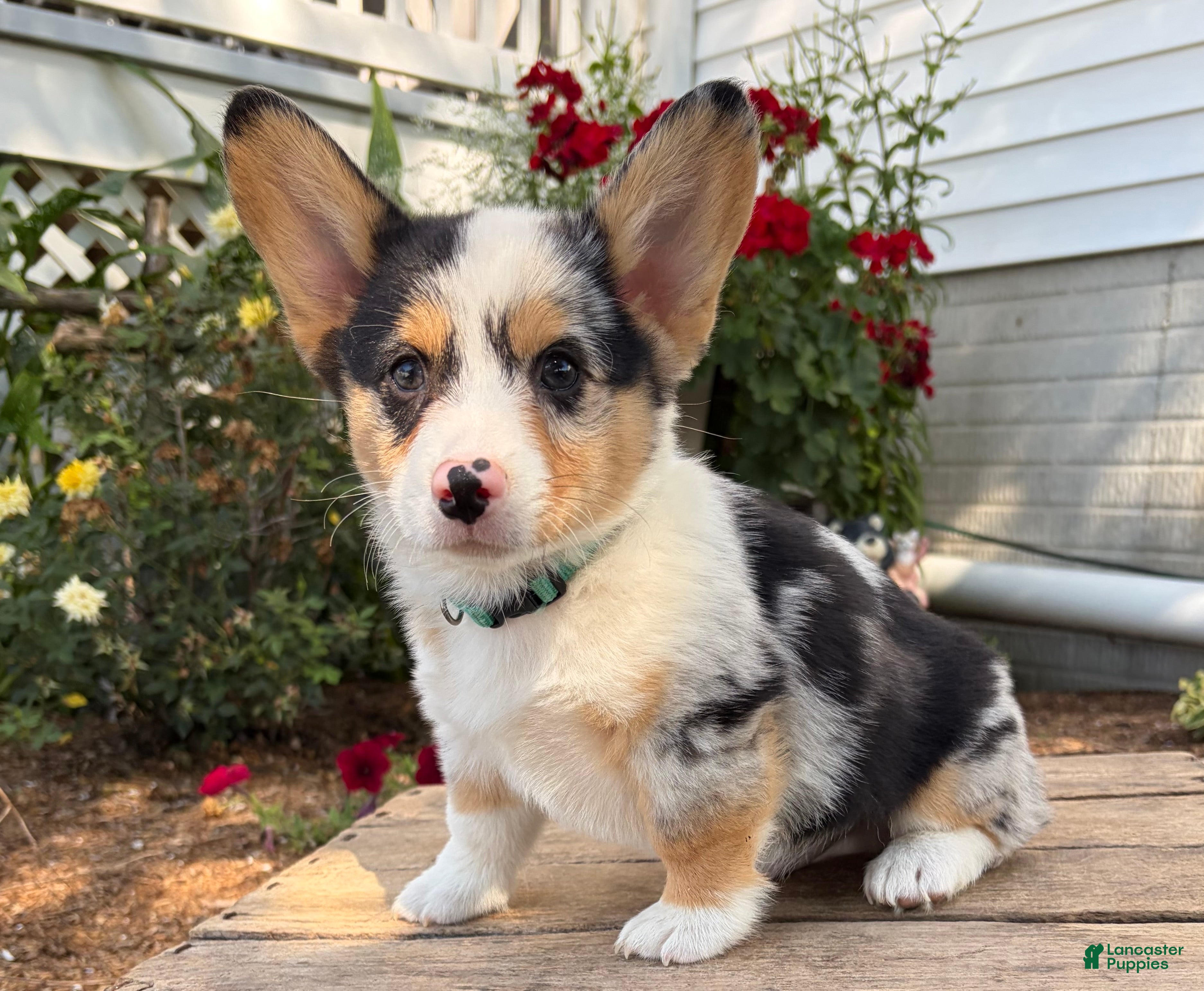 Welsh Corgi Pembroke dogs Nash - Ad 1