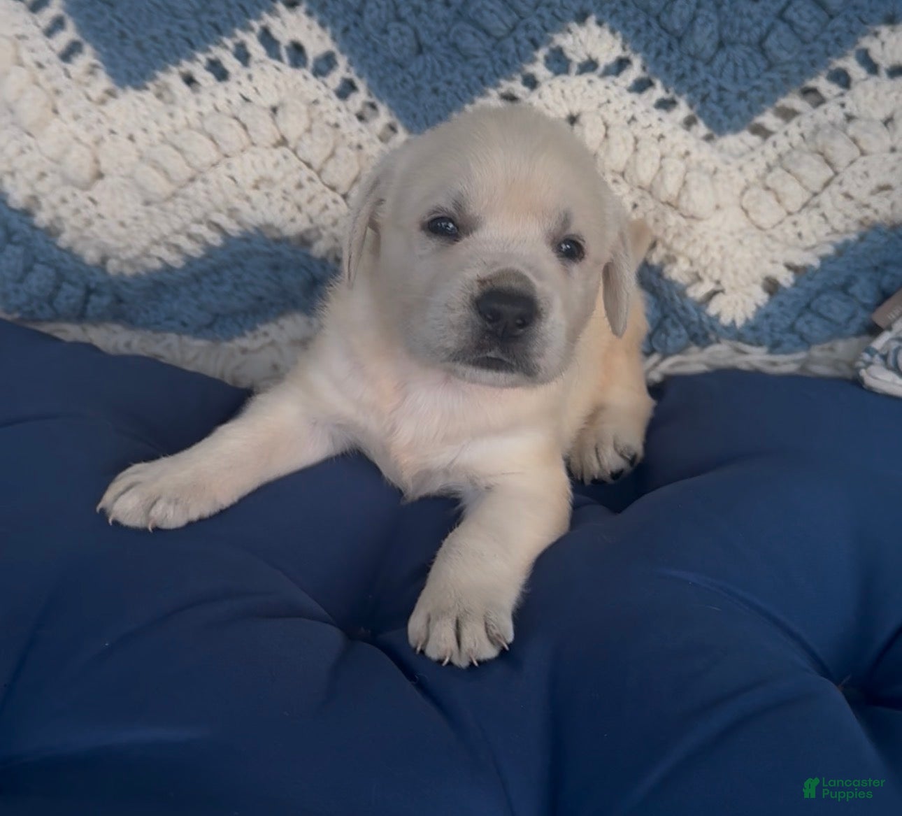 Labrador Retriever dogs Labrador Retriever 2 - Ad 2