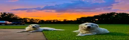 Great Pyrenees dogs for sale: Dark Blue Boy - Ad 10