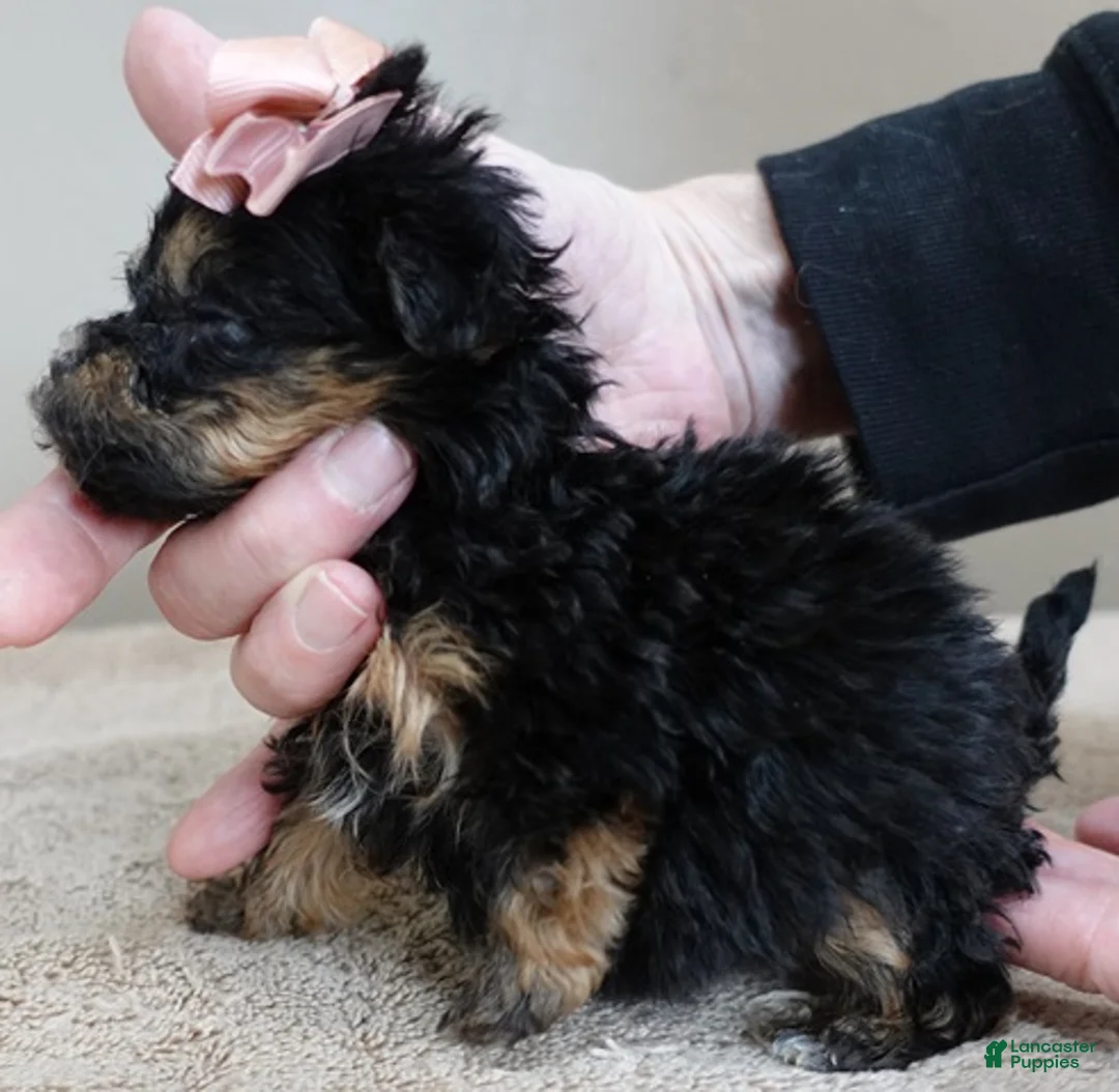 Maltipoo dogs for sale: Aurora - Ad 4