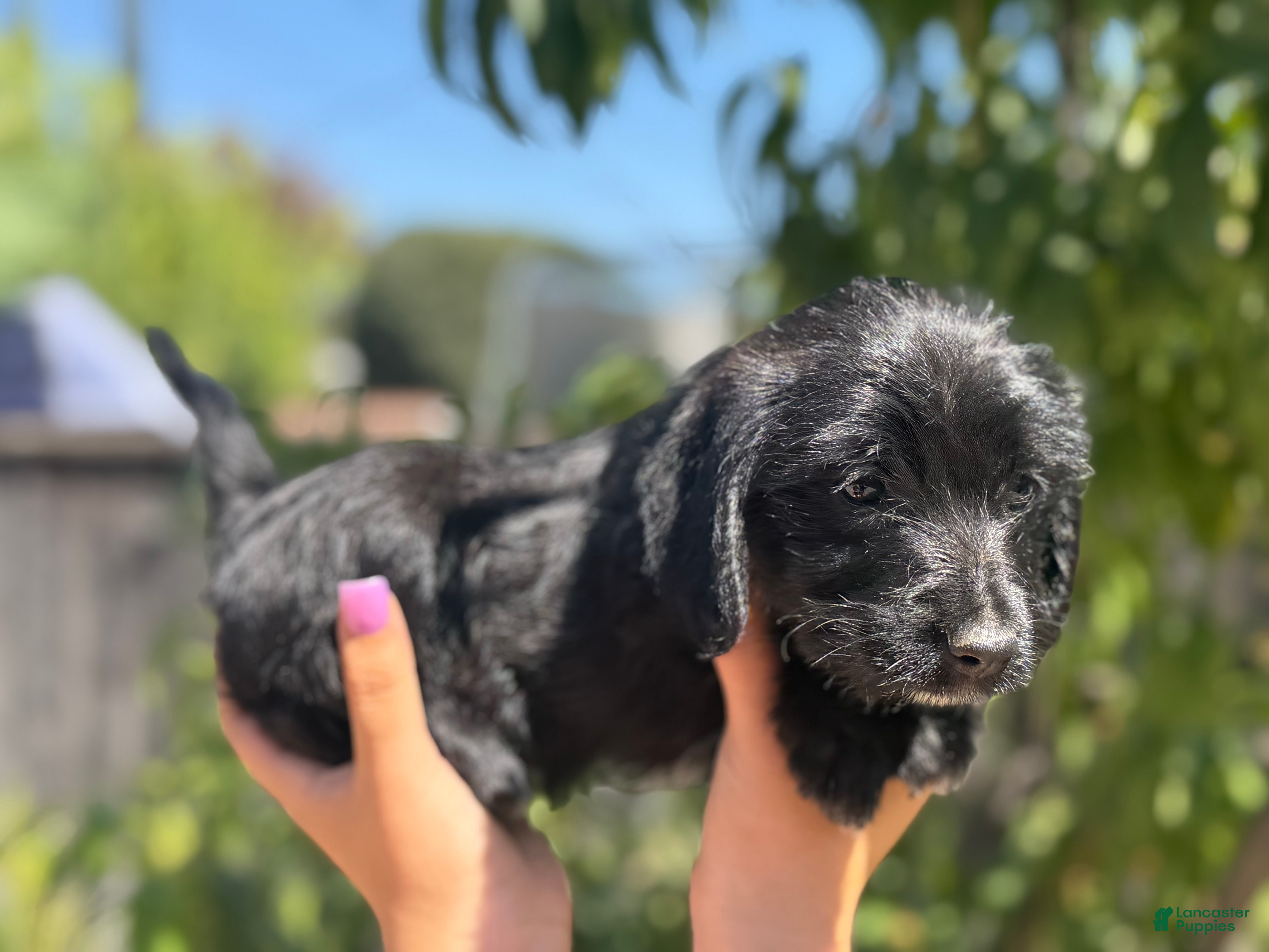 Mixed Breed dogs ILY - Ad 33