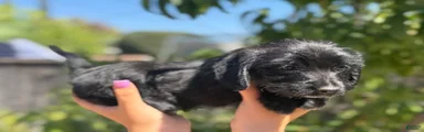 ILY