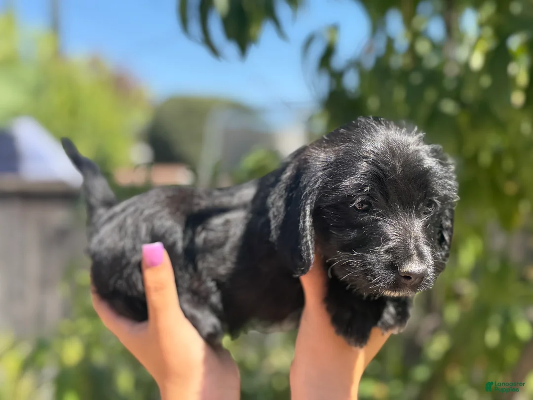 Mixed Breed dogs for sale: ILY - Ad 1