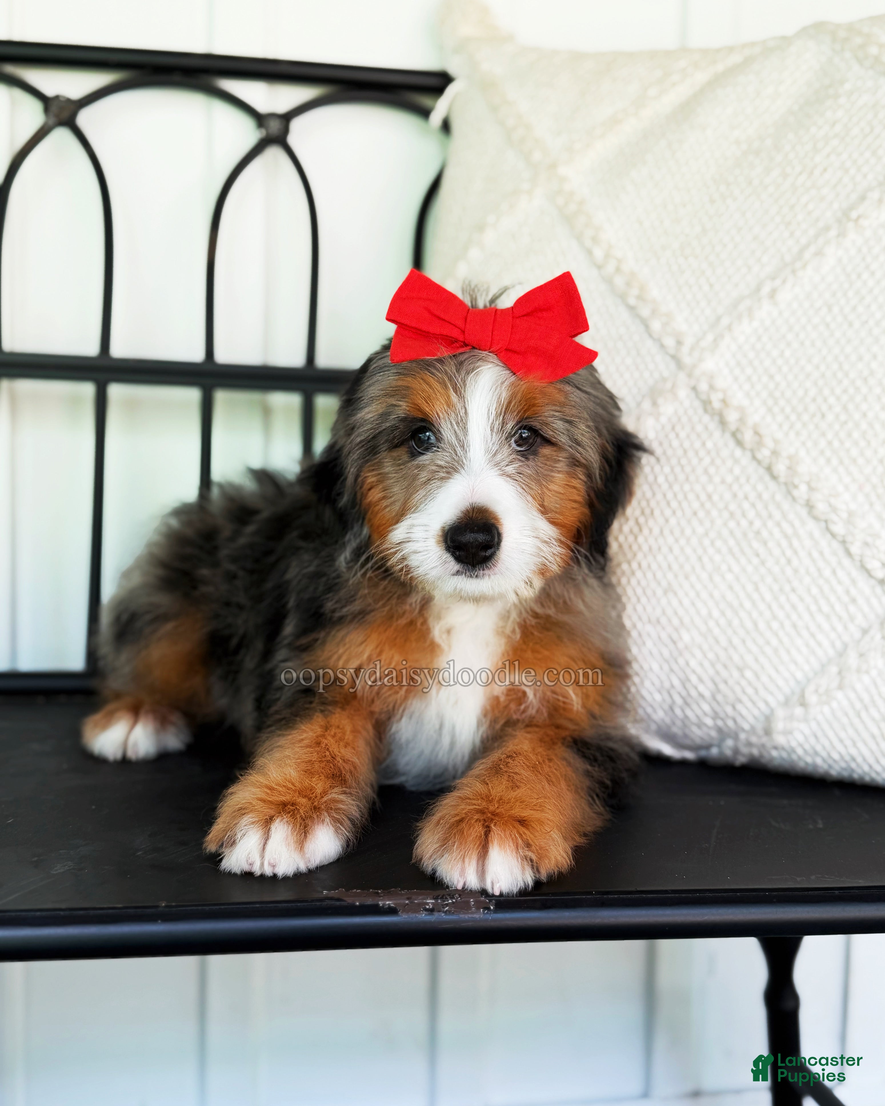Mini Bernedoodle dogs Zoe - Ad 27