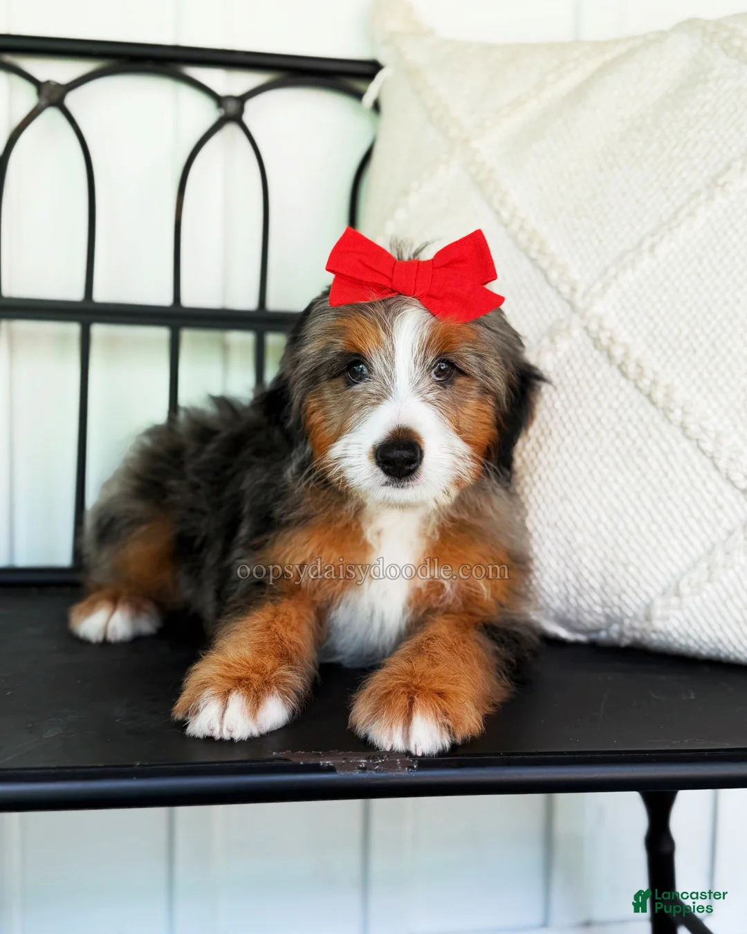 Mini Bernedoodle dogs for sale: Zoe - Ad 1