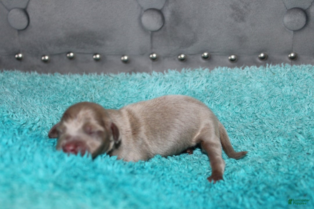 Miniature Dachshund dogs for sale: Piper Mini - Ad 7