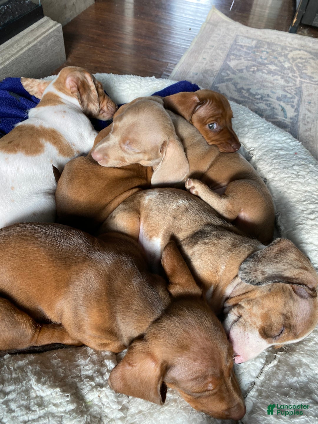 Miniature Dachshund dogs for sale: Miniature Dachshund Puppy 1 - Ad 8