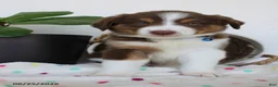 Miniature Australian Shepherd dogs for sale: Parker - Ad 3