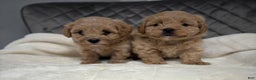 Maltipoo dogs for sale: Sofia - Ad 3