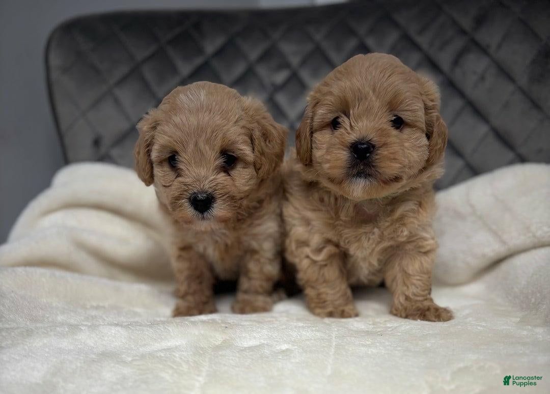 Maltipoo dogs for sale: Sofia - Ad 3