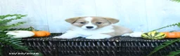 Welsh Corgi Pembroke dogs for sale: Kayla - Ad 3