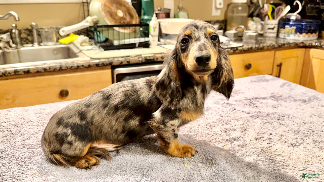 Dachshund dogs for sale: Ch Harriet LH dappleAkc - Ad 2
