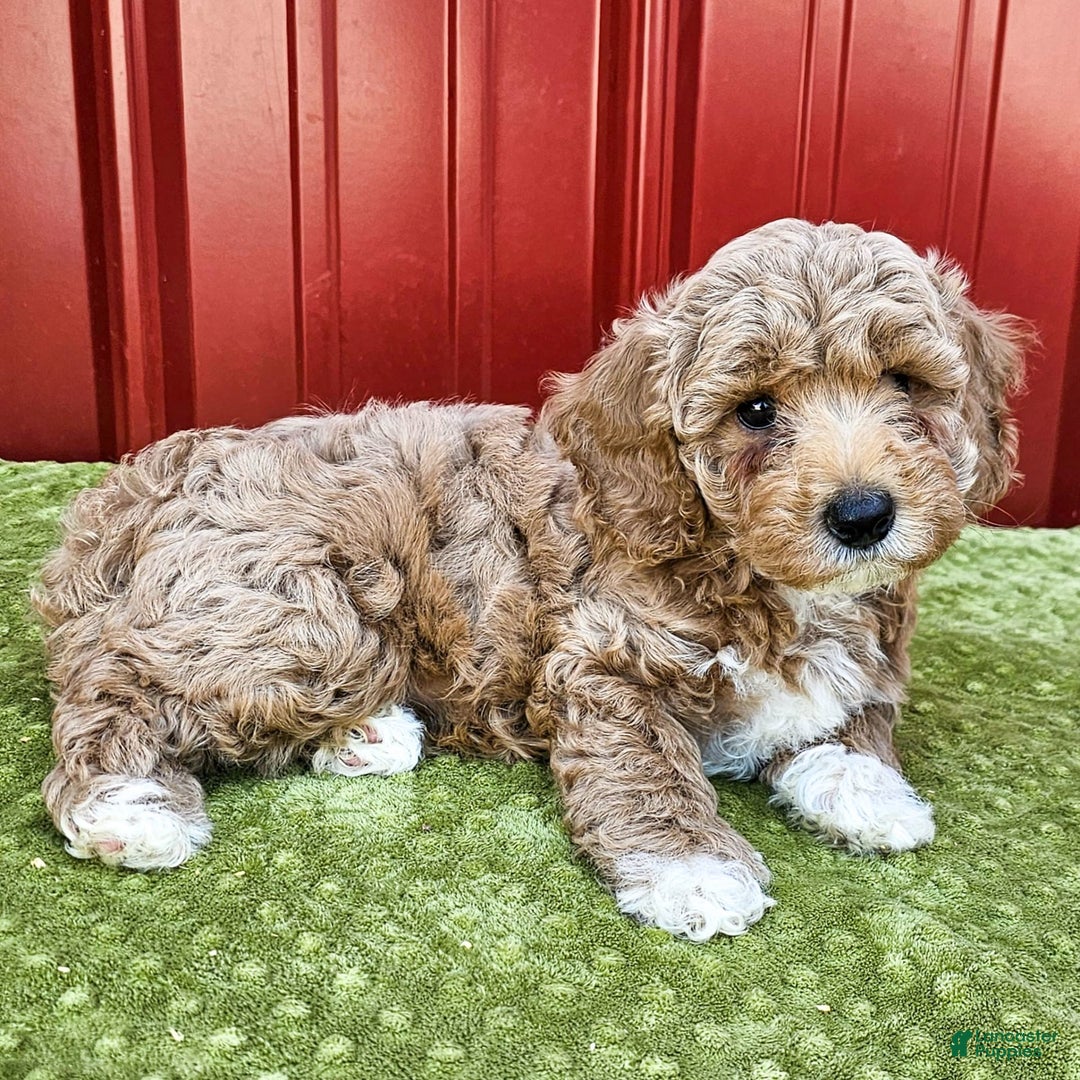 Miniature Poodle dogs for sale: Benny - Ad 2