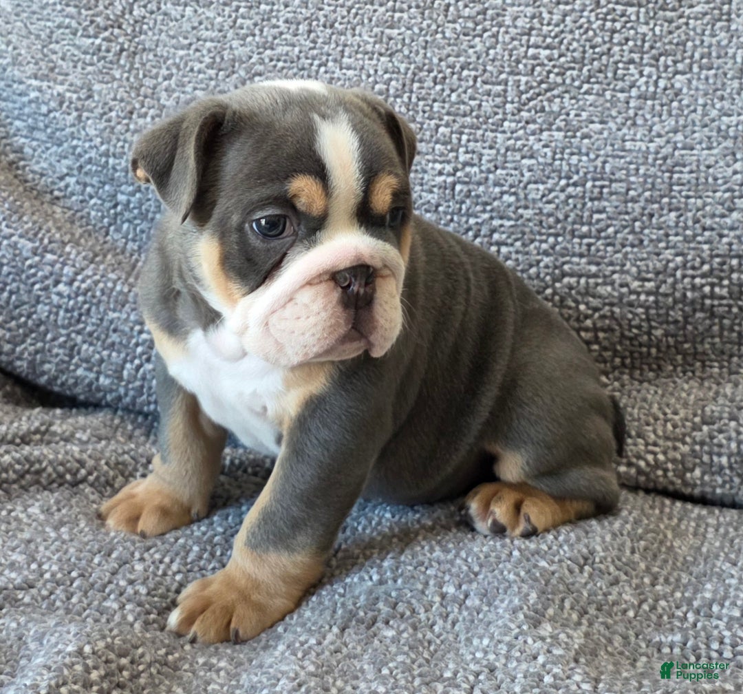 English Bulldog dogs for sale: AKC Harrison - Ad 1